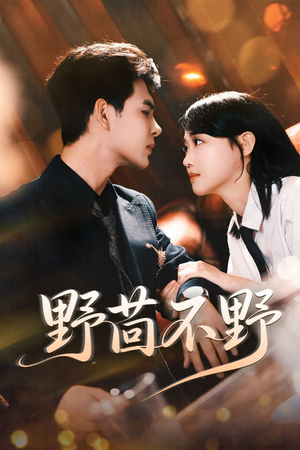 野茴不野（67集）短剧全剧终在线连看