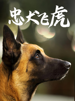 忠犬飞虎（33集）精彩短剧不容错过