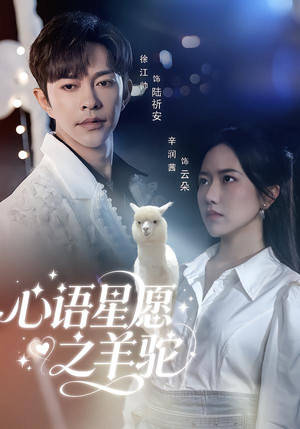 心语星愿之羊驼（60集）每日分享不一样的短剧