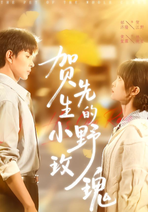 贺先生的小野玫瑰（99集）热门短剧电影推荐